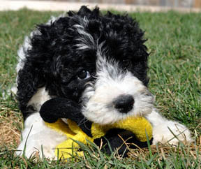 pwd Portuguese Water Dog Puppy Ontario