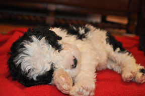 pwd puppy Portuguese Water Dog Puppy Ontario
